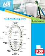 toothnumberchart